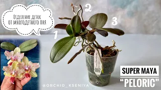 Отделение деток орхидеи с цветоноса | Пень phal. Super Maya peloric | Как снять детку с цветоноса