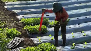 [Planting] 高山高麗菜從種植到採收的兩個半月￼：在薔薇農場￼