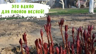 ВЕСЕННИЙ УХОД И ПОДКОРМКА ПИОНОВ ДЛЯ ПЫШНОГО ЦВЕТЕНИЯ. Мои цветы. Мой опыт.