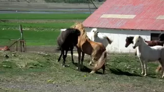 A 3 year old stallion meets the mares he'll take care of in the summer of 2012