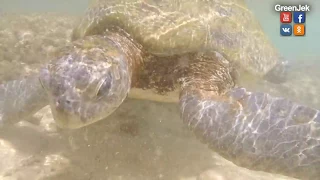 Смешные черепахи - Шри Ланка - Черепаший пляж в Хиккадува (подводная съемка).
