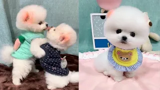 Cute and Funny Pomeranian Videos 135 #Shorts