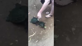 Feeding turtles