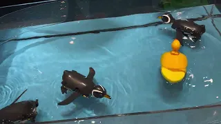 Tamiya Swimming Penguin | 2024 Shizuoka Hobby Show Japan | emodels.co.uk