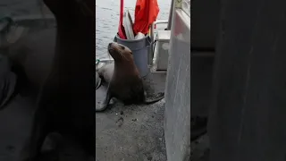 sea lion hops on a woman boat to survive from killer whales