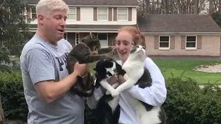 Savage Cats Attacking People - Crazy Cats Behavior - Try Not To Laugh || PETASTIC 🐾