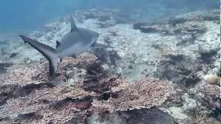 Ocean World of Seychelles