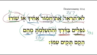 Deuteronomy 22:4