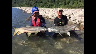 The Hunt For Himalayan Golden Mahseer