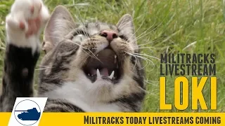 More cat videos. Militracks Livestream.