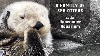 A Family of Sea Otters at the Vancouver Aquarium @papaatthezoo