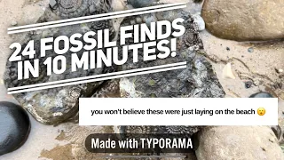 A winter’s worth of fossil finds from the Yorkshire Jurassic Coast. 24 fossils in 10 minutes!