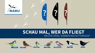 Top 10: Diese Vögel kommen ans Futterhaus