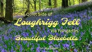 The Quiet Side Of Loughrhigg Fell Via Fishgarths Wood's Beautiful Bluebells