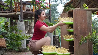 How to make your own clean soybean sprouts, cook, and live with nature. triệu lily