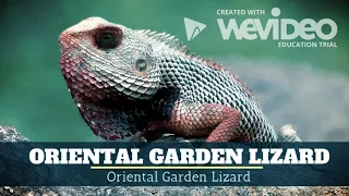 10 Coolest Lizards In The World