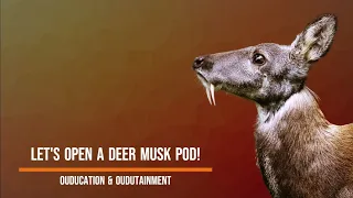 Opening a deer musk pod from start to finish... ASMR