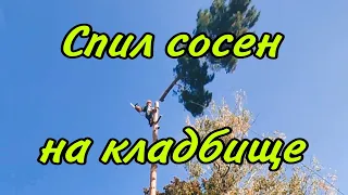 ✅Спил сосен на кладбише. Безопасный спил деревьев. Арбористика✅ #лесоруб #альпинизм #промальп #арбо