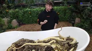 Would You Sit In Snakes For $10,000 #viral #viralvideo #mrTechnolog #subscribe #videos #views