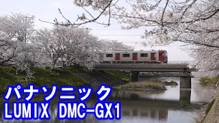 LUMIX GX1で桜を撮ってきました【Panasonic】