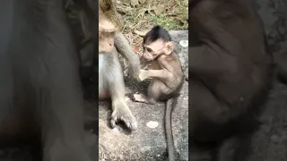 A little babies newborn were adorable to drink milk and to play around(videos short)