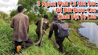 [SĂN BẮT RẮN] Bắt Con quái vật rất khổng lồ | TGSB #879