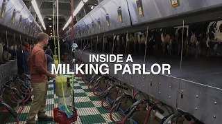 Inside a Milking Parlor