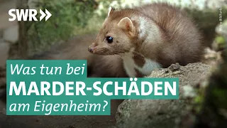 Schäden am Haus: So wird man Marder wieder los | Marktcheck SWR