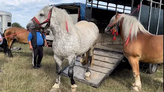 Коні Ваговози.Базар в Сиготі.Кінний ярмарок в Румунії🐴🐴🐴💪💪💪👍👍👍