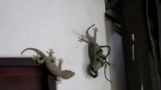 Две ящерицы БОЙ со змеёй