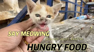 Help poor kitten on the street | FTC Meow