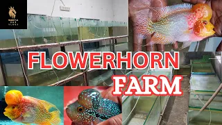 Best flowerhorn fish farm in kolkata, kolkata flowerhorn shop best exotics fish srd, kml gb thaisilk