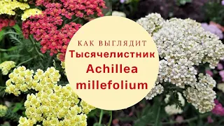 Как выглядит Тысячелистник/Тысячелистник обыкновенный/Тысячелистник садовый/Achillea millefolium