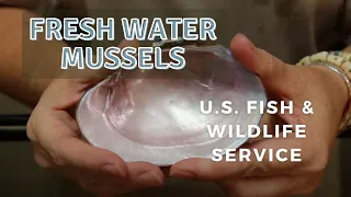 All About Freshwater Mussels - U.S. Fish & Wildlife Service