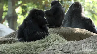 Western Lowland Gorilla Born at Zoo Atlanta