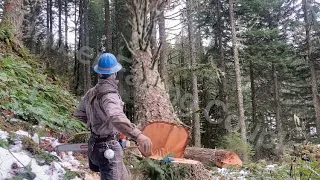 How to SWING a Tree with a DUTCHMAN