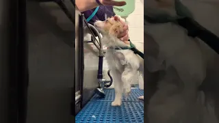 Becky - Pomeranian Puppy Gets a Bath