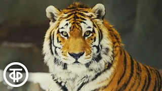 Амба. Документальный фильм об уссурийском тигре (1988)