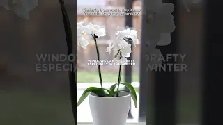 Where To Put An Orchid In Your Home | FRANKIE FLOWERS