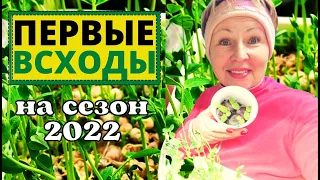 Как посеять ПЕЛАРГОНИЮ чтобы результат был 100 процентов? Первые всходы