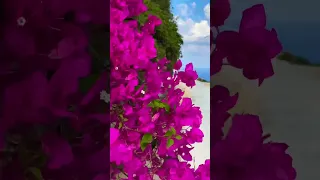 🌎Невероятные 🌺 цветы Крит,Греция 🇬🇷