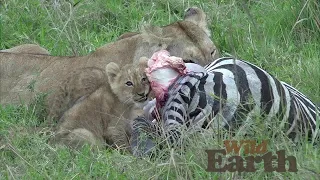 WildEarth - Sunset - 30 September 2020