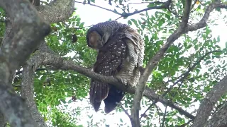 5 Owls spotted within one day. Pasir Ris Park. 13 Feb 2023. Nature walk and birding in Singapore.