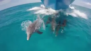 GoPro - Dolphins in the Bahamas