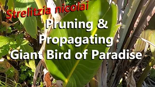 Giant White Bird of Paradise Pruning and Propagating an Offshoot to Grow Another Strelitzia Nicolai
