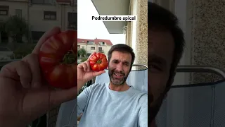 TOMATE con PODREDUMBRE APICAL: qué es y por qué pasa | en20metros #shorts