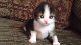 Two-Week Old Kitten Lets Out A Roar