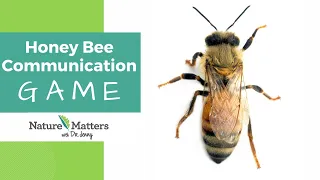 The Waggle Dance Game - Teach Kids How Honey Bees Communicate - Nature Matters Academy