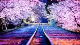 Sakura Spring Background Music - Japan Relaxing Music, Piano Instrumental