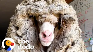 Sheep Covered In 80 Pounds Of Wool Makes Most Amazing Transformation  | The Dodo Faith = Restored